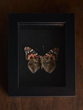 Framed butterfly specimen
